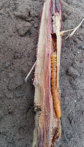 Temognatha flavicollis, PL4722, larva, in Allocasuarina muelleriana ssp. muelleriana (PJL 3485) stem base, SE, photo by A.M.P. Stolarski, 42.0 × 7.2 mm